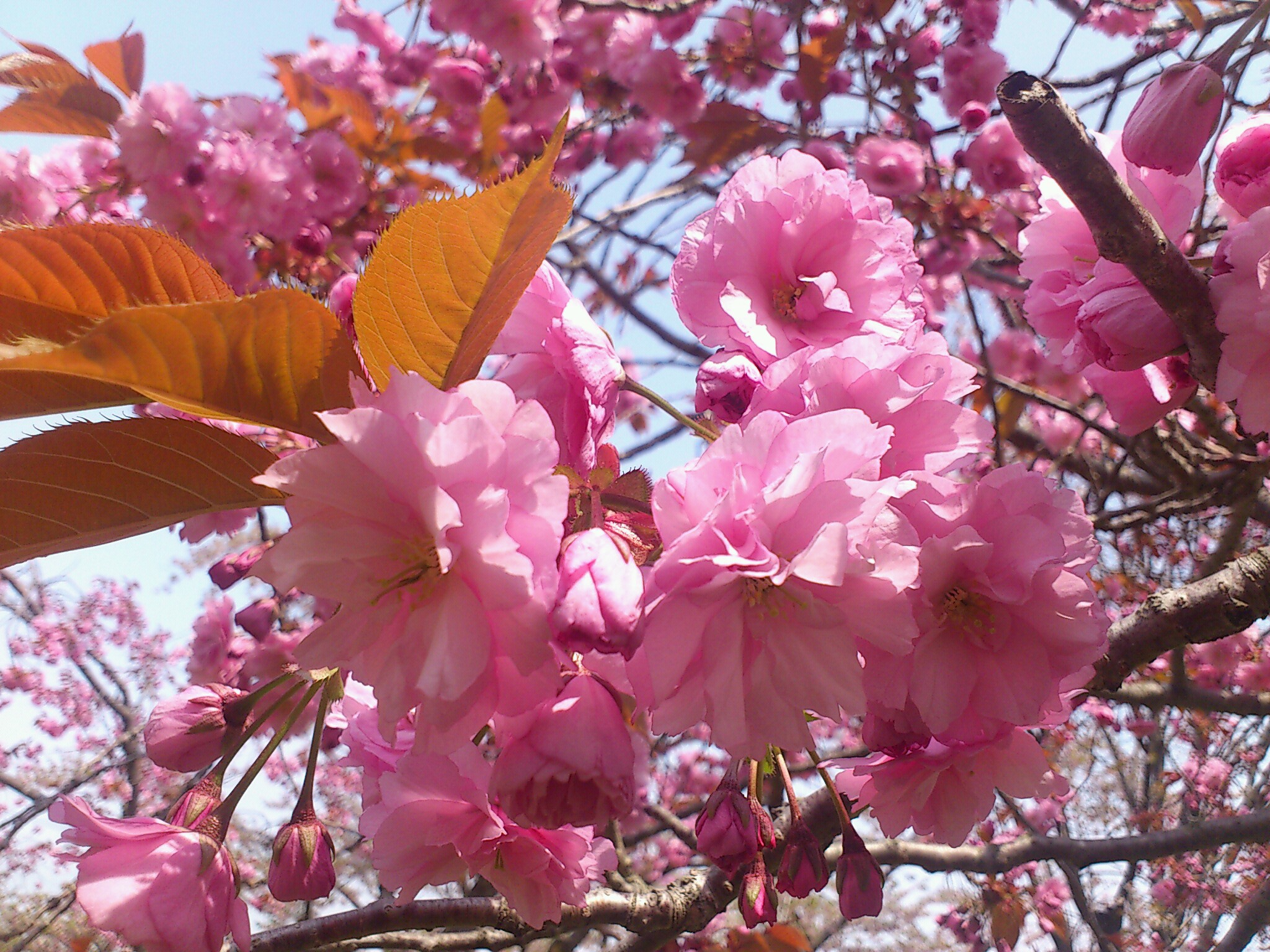 山桜「関山」