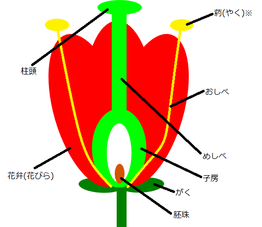 被子植物の構造